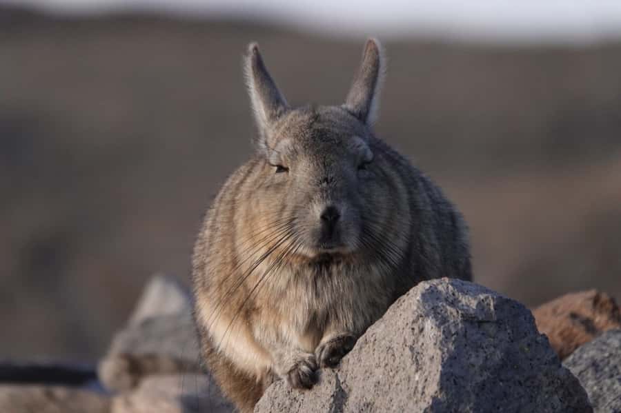 San Pedro de Atacama: Wildlife Safari and Photography Tour - Key points at a glance