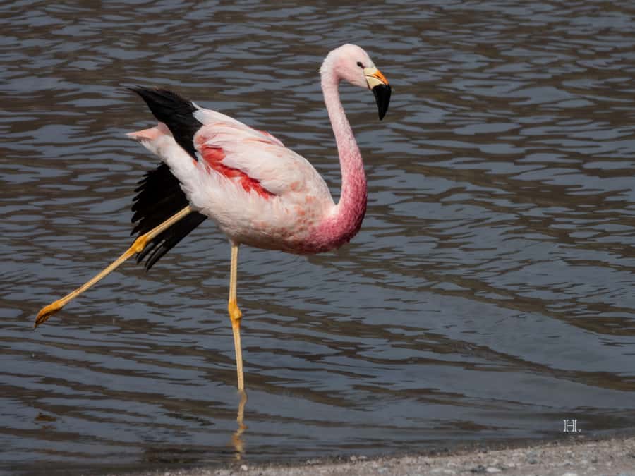 San Pedro de Atacama: Wildlife Safari and Photography Tour - Why this four-hour Atacama outing feels different