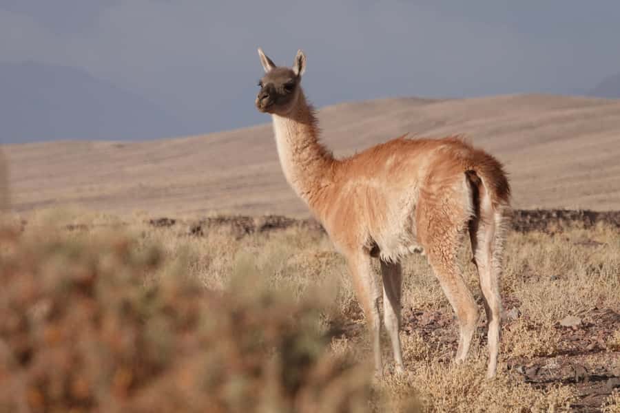 San Pedro de Atacama: Wildlife Safari and Photography Tour - A short walk through Machuca’s bird wetlands