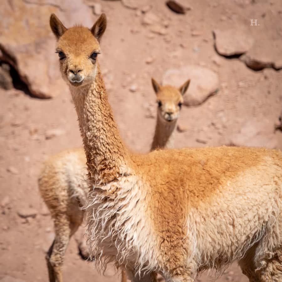 San Pedro de Atacama: Wildlife Safari and Photography Tour - What Juan Pablo adds to the experience
