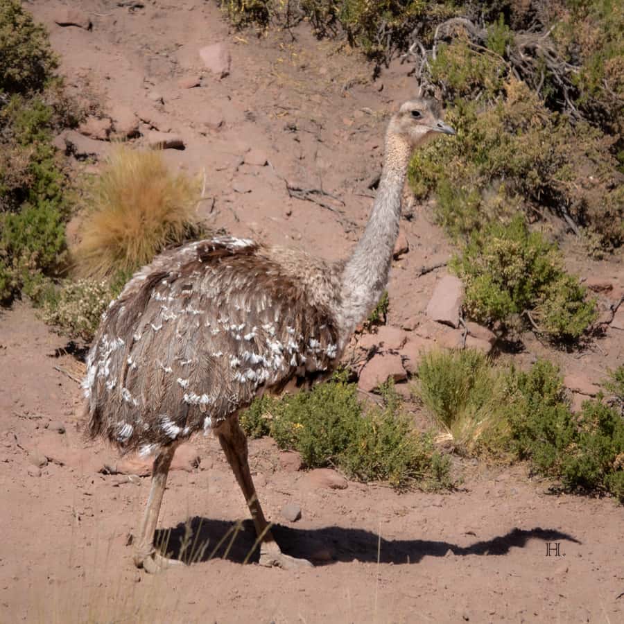 San Pedro de Atacama: Wildlife Safari and Photography Tour - Photography help for beginners and serious shooters