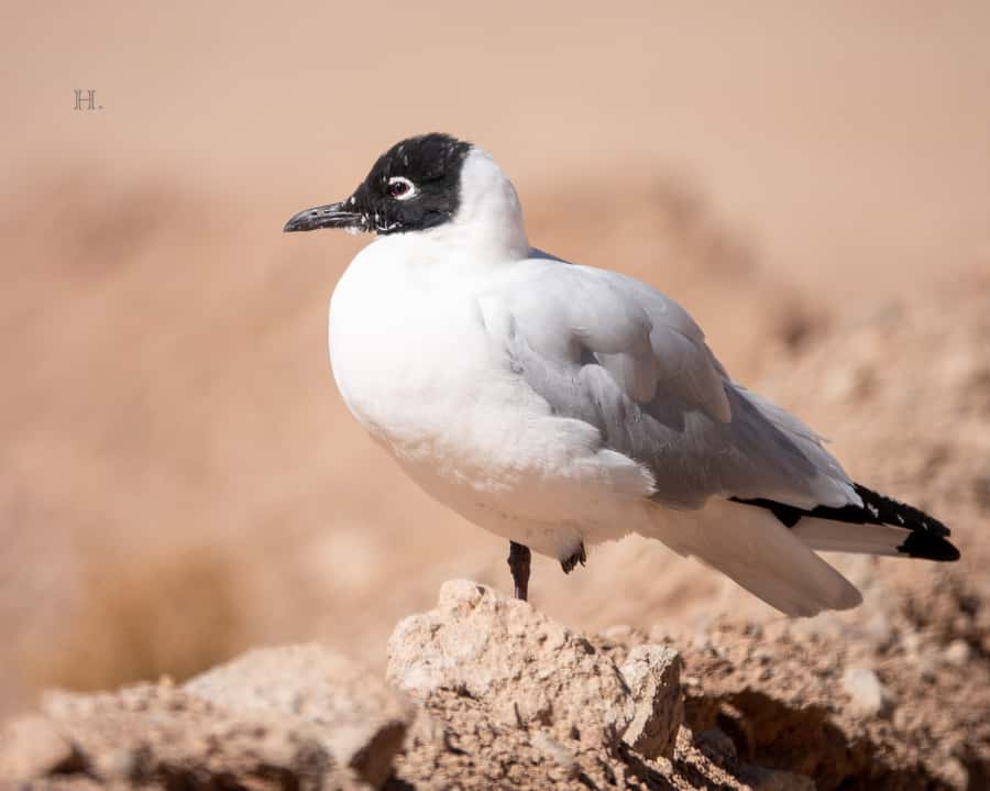 San Pedro de Atacama: Wildlife Safari and Photography Tour - Who should book this wildlife tour?