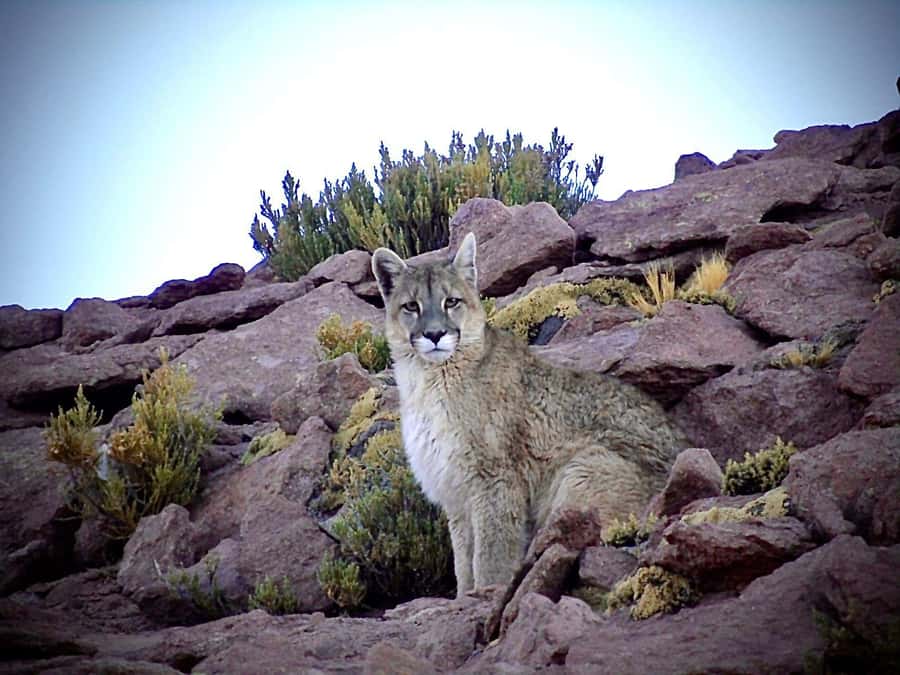 San Pedro de Atacama: Wildlife Safari and Photography Tour - From San Pedro to rocky Quirquincho Pass