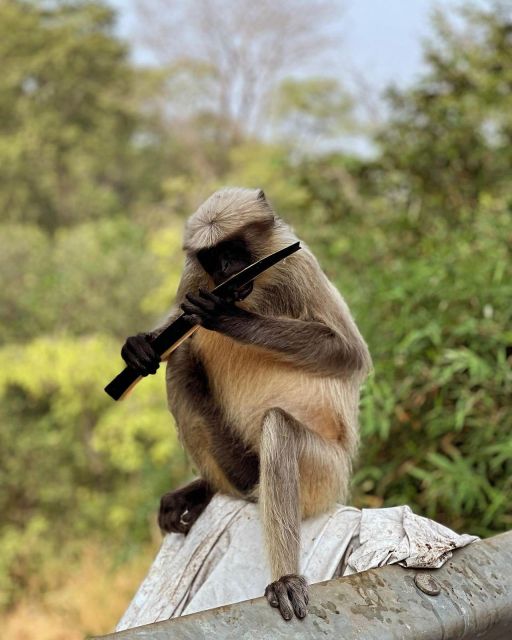 Sanjay Gandhi National Park + Kenheri Caves + Lion Safari - The lion safari and Sanjay Gandhi National Park
