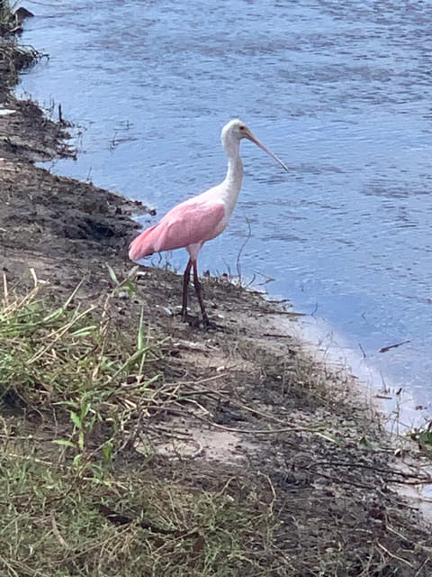 Sarasota: Myakka State Park E-bike Safari Experience - Who should book this ride?