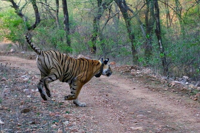 Sariska Tiger Reserve Assistance for Gypsy Private Safari Tickets - The animals you may see besides a tiger