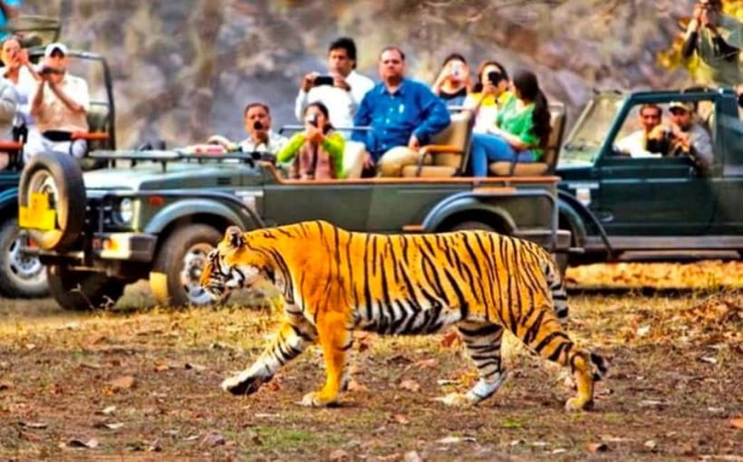 Sawai Madhopur: Ranthambore National Park Guided Jeep Safari - The tiger search and other wildlife