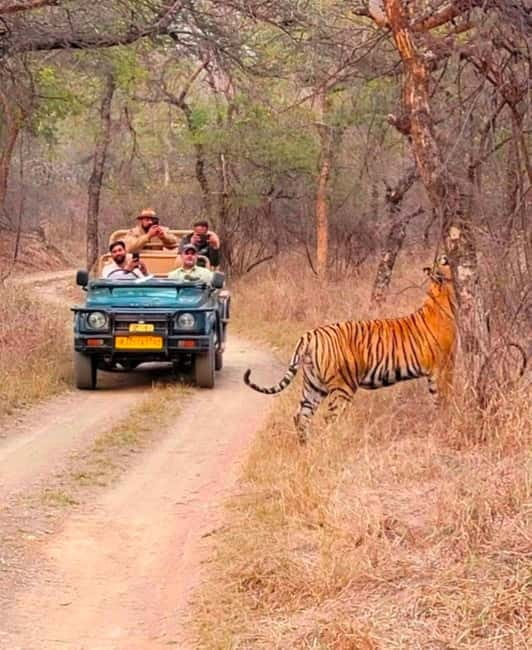 Sawai Madhopur: Ranthambore National Park Guided Jeep Safari - Jeep versus canter: the biggest booking risk