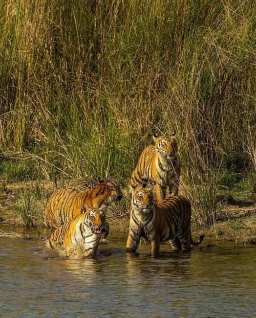 Sawai Madhopur: Ranthambore National Park Guided Jeep Safari - What the $45 price really covers