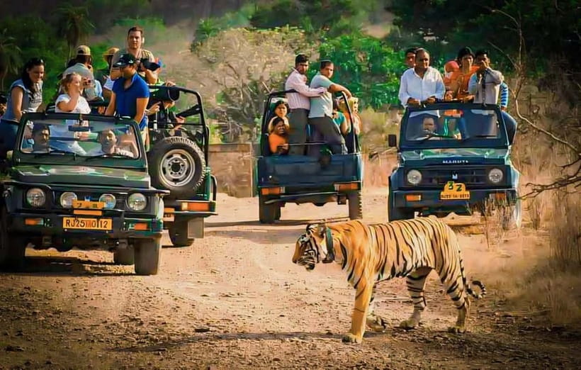 Sawai Madhopur: Ranthambore National Park Guided Jeep Safari - Why the forest and lakes matter