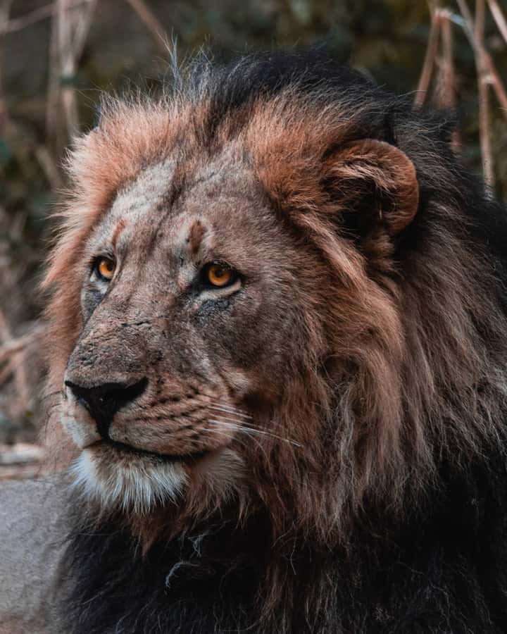 Schotia Private Game Reserve Safari - Savannah, forest, waterholes, and the Zuurberg Mountains
