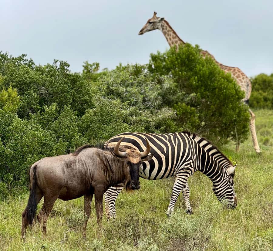Schotia Private Game Reserve Safari - Is $230 a fair price?