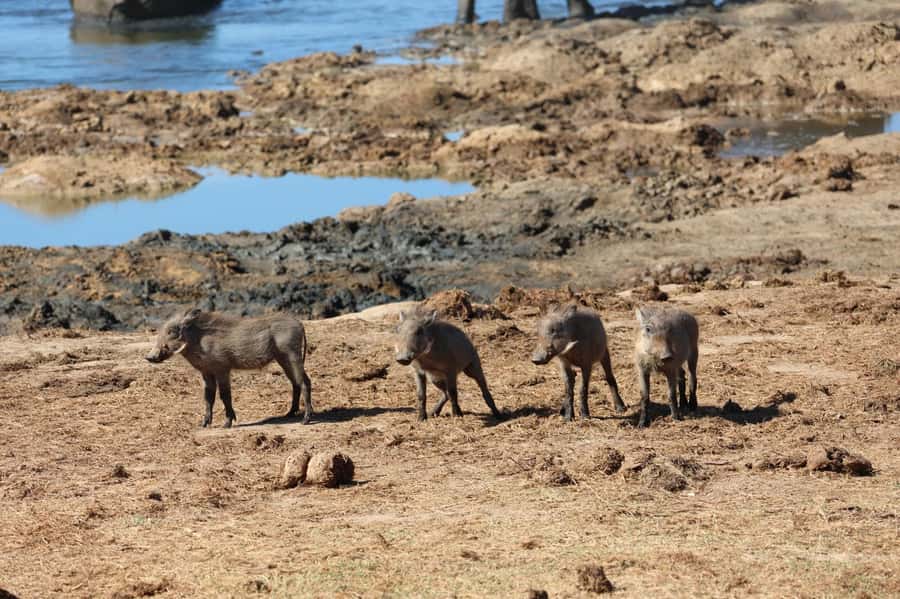 Schotia Private Game Reserve Safari - Timing, flexibility, and cancellation