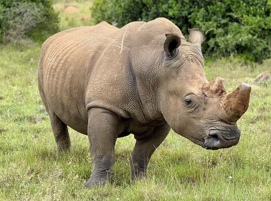 Schotia Private Game Reserve Safari - Should you book Schotia Private Game Reserve?