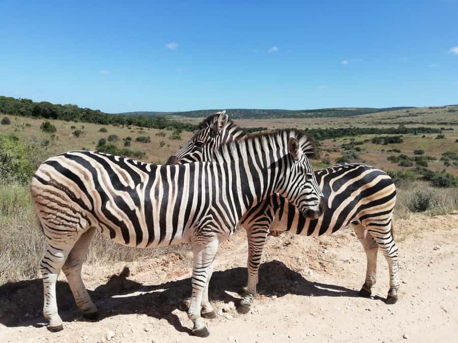 Schotia Private Game Reserve Safari - The Big Five and the wider cast of animals