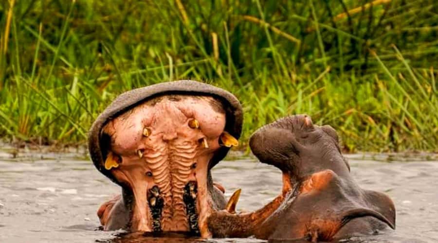 Schotia Safaris: Best Wildlife Encounters in Port Elizabeth - Key points to know before booking