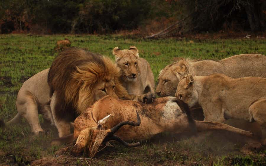 Schotia Safaris: Best Wildlife Encounters in Port Elizabeth - The refreshment stop adds a welcome pause