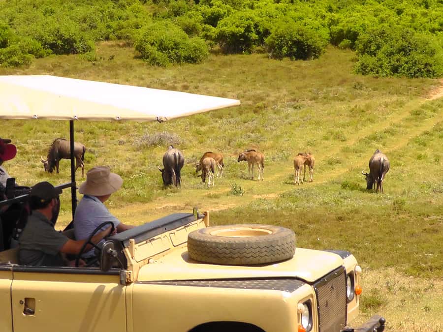 Schotia Safaris: Best Wildlife Encounters in Port Elizabeth - How the transport works on a cruise day