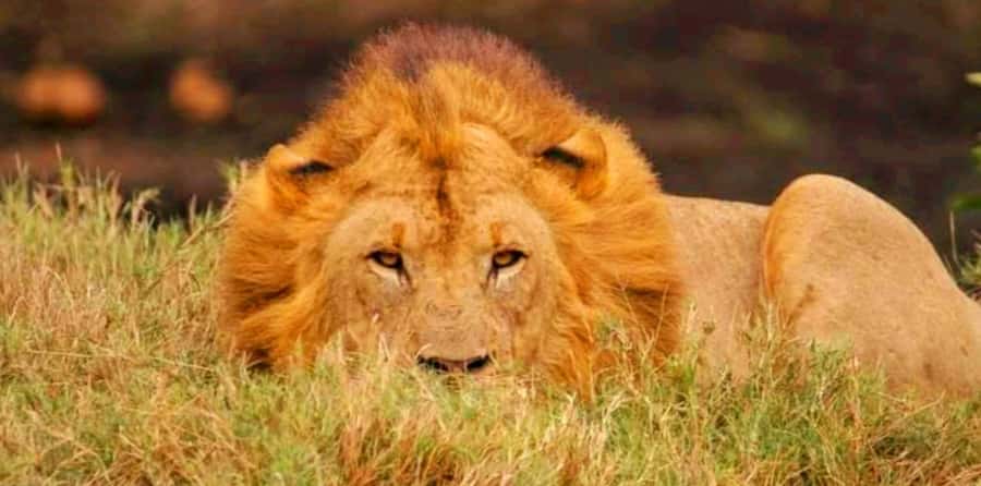 Schotia Safaris: Best Wildlife Encounters in Port Elizabeth - Is $227 a fair price?