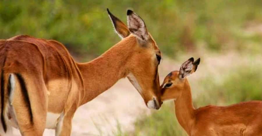 Schotia Safaris: Best Wildlife Encounters in Port Elizabeth - Booking details worth handling early