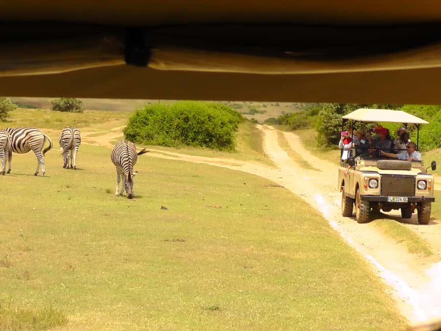 Schotia Safaris: Best Wildlife Encounters in Port Elizabeth - Should you book Schotia Safaris?