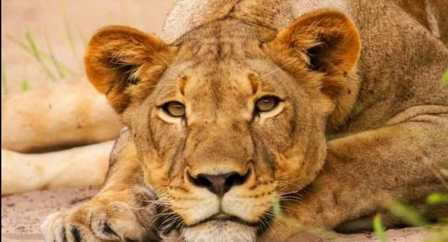 Schotia Safaris: Best Wildlife Encounters in Port Elizabeth - Four hours searching Schotia Private Game Reserve