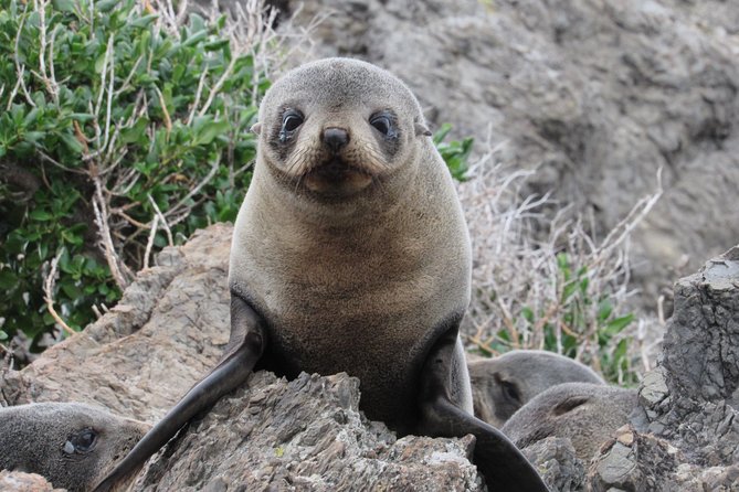 Seal Coast Safari - Exclusive access to Wellington's secret coast - Key things to know before you book