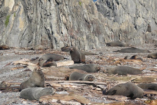 Seal Coast Safari - Exclusive access to Wellington's secret coast - How to watch the fur seals respectfully