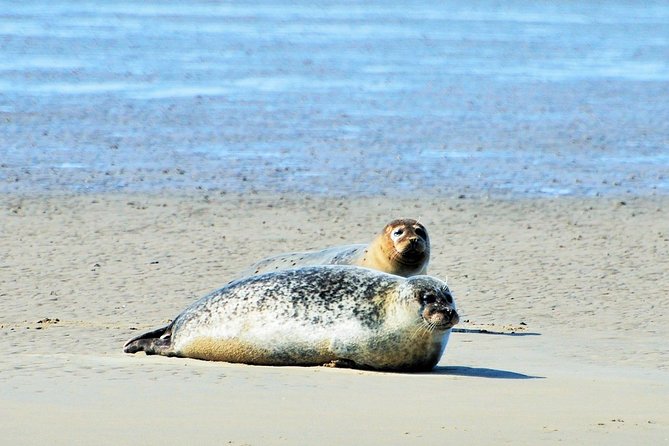 Seal Safari at UNESCO Site Waddensea from Amsterdam - The road north through Dutch countryside