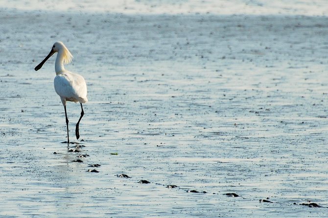 Seal Safari at UNESCO Site Waddensea from Amsterdam - How the guide shapes the experience