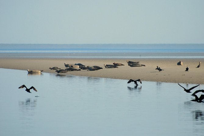 Seal Safari at UNESCO Site Waddensea from Amsterdam - Is $149.78 a fair price?