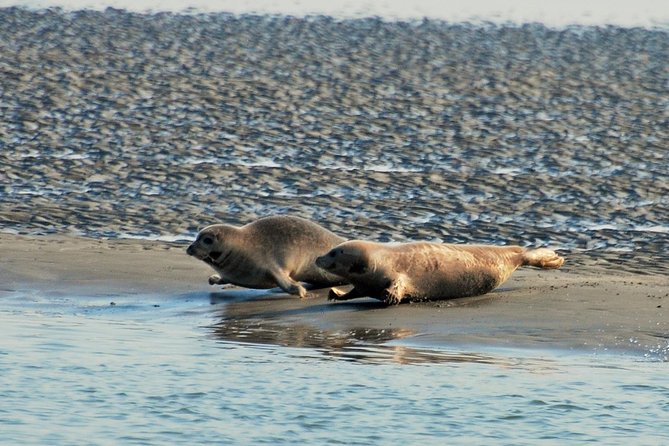 Seal Safari at UNESCO Site Waddensea from Amsterdam - Families, children, and the weather