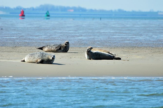 Seal Safari at UNESCO Site Waddensea from Amsterdam - Starting at De Ruijterkade 151