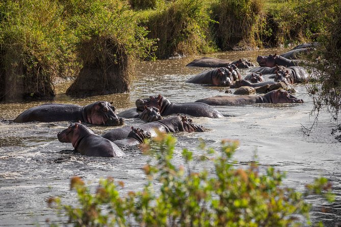 Serengeti & Ngorongoro fly in safari - Seronera on day one, with wildlife before sunset