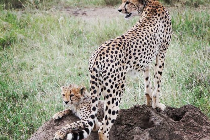 Serengeti & Ngorongoro fly in safari - What the price includes, and what it does not