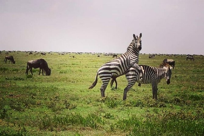 Serengeti & Ngorongoro fly in safari - FAQ