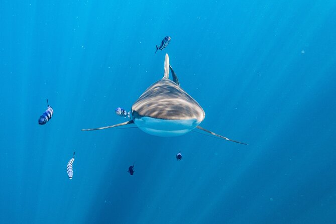 Shark Safari & Snorkel Adventure in Cabo San Lucas - Leaving Cabo Marina for the open water