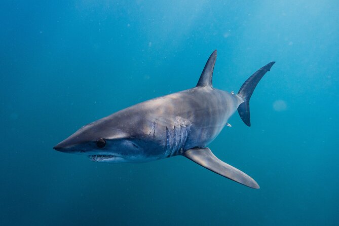 Shark Safari & Snorkel Adventure in Cabo San Lucas - Mako and blue sharks: what makes the encounter special