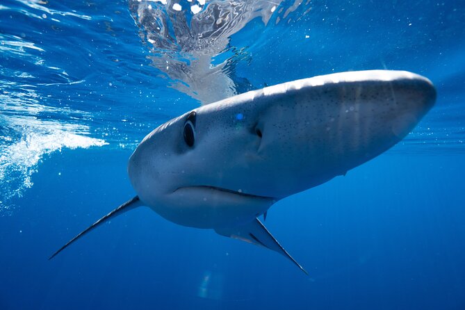 Shark Safari & Snorkel Adventure in Cabo San Lucas - Who should book this Cabo shark safari