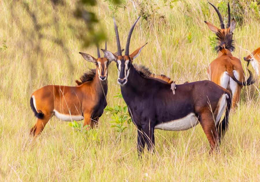 Shimba Hills Day Safari & Sheldrick Falls Hike Private Tour - Game drive through Shimba Hills National Reserve