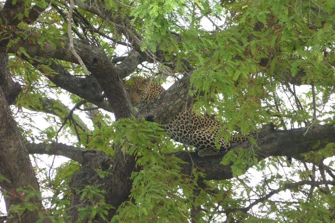Short Safari from Dar es Salaam to Mikumi National Park - 2 Days - The facts that matter most