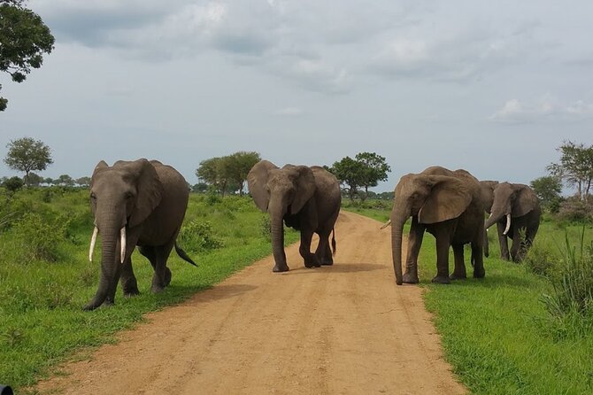 Short Safari from Dar es Salaam to Mikumi National Park - 2 Days - Why Mikumi works for a two-day safari