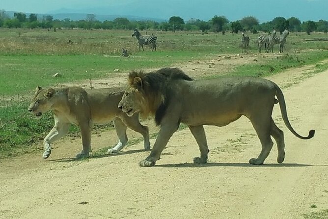 Short Safari from Dar es Salaam to Mikumi National Park - 2 Days - The early morning drive on day two