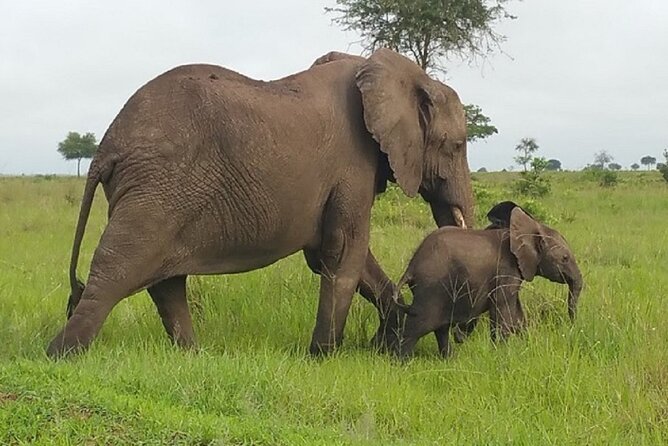 Short Safari from Dar es Salaam to Mikumi National Park - 2 Days - The return through Morogoro