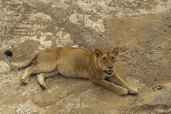 Short Safari from Dar es Salaam to Mikumi National Park - 2 Days - What the $745 price covers