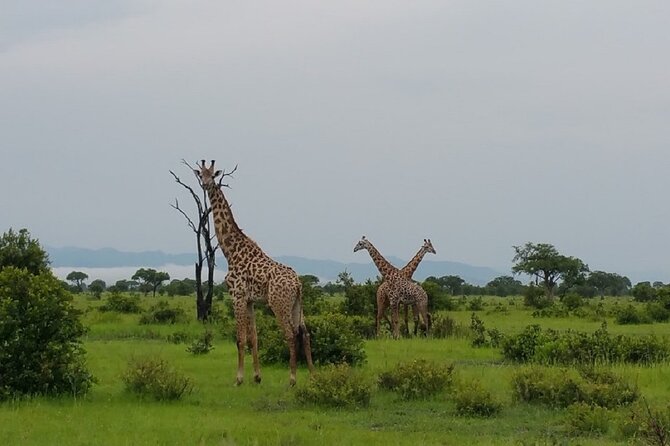 Short Safari from Dar es Salaam to Mikumi National Park - 2 Days - How private service changes the experience