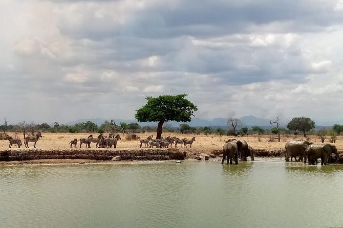 Short Safari from Dar es Salaam to Mikumi National Park - 2 Days - Lunch, then the afternoon game drive