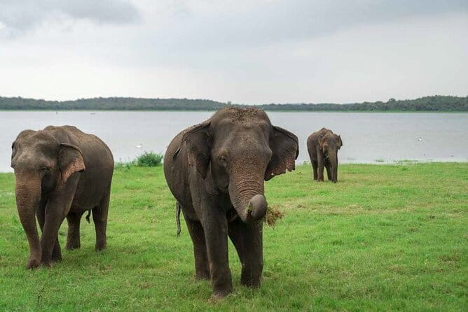 Sigiriya Hike & Minneriya Safari Private Full Day Tour - Choosing between Minneriya and Kaudulla National Park