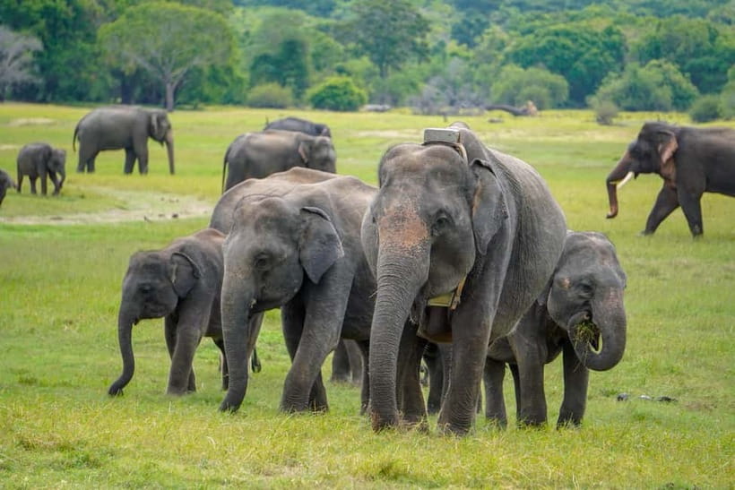 Sigiriya Lion Rock Hike & Minneriya National Park Safari - Key points to know before you book