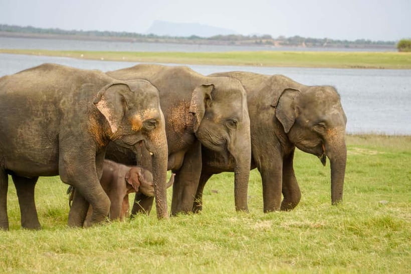 Sigiriya Lion Rock Hike & Minneriya National Park Safari - Sigiriya first, elephants later